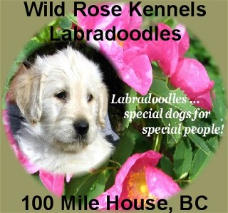 Willow Creek Water D